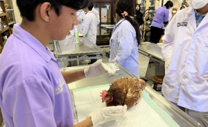 Nekropsi Ayam (Cr. Regina Sekar Nathania)